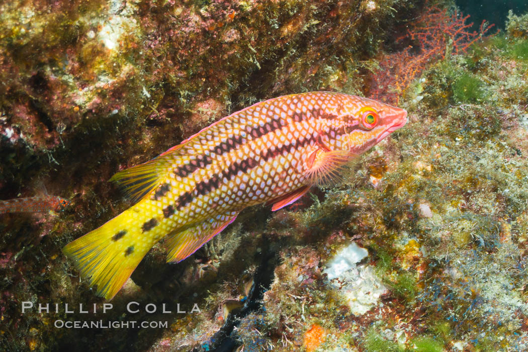Mexican hogfish, female coloration, Sea of Cortez, Baja California, Mexico., Bodianus diplotaenia, natural history stock photograph, photo id 27499