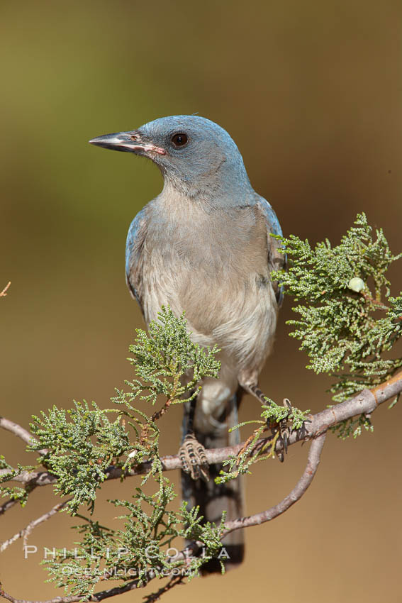 Mexican jay. Madera Canyon Recreation Area, Green Valley, Arizona, USA, Aphelocoma ultramarina, natural history stock photograph, photo id 22959