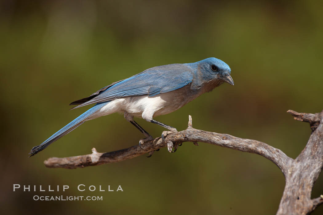 Mexican jay. Madera Canyon Recreation Area, Green Valley, Arizona, USA, Aphelocoma ultramarina, natural history stock photograph, photo id 23022