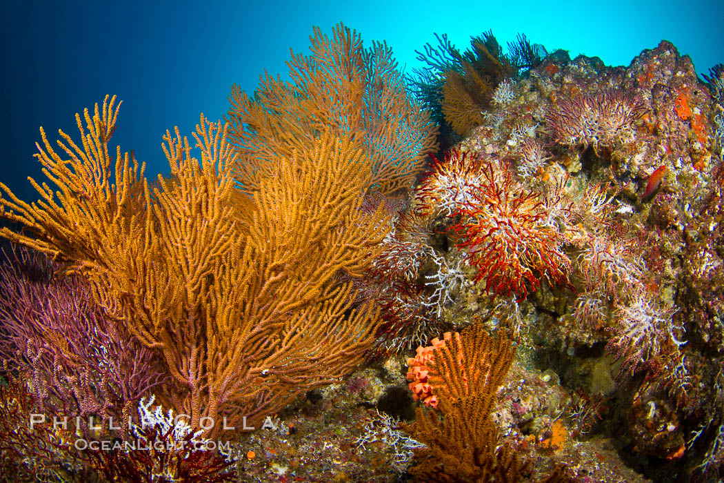 Reef with gorgonians and marine invertebrates, Sea of Cortez, Baja California, Mexico