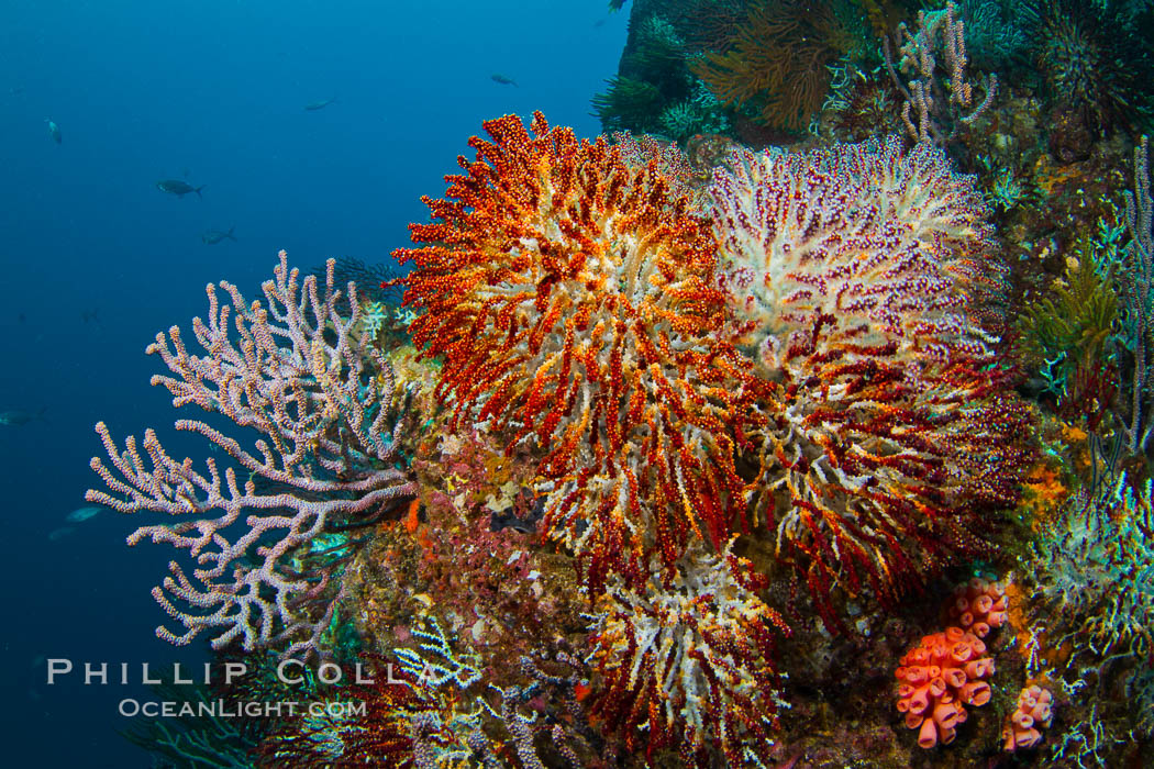 Reef with gorgonians and marine invertebrates, Sea of Cortez, Baja California, Mexico., natural history stock photograph, photo id 27510