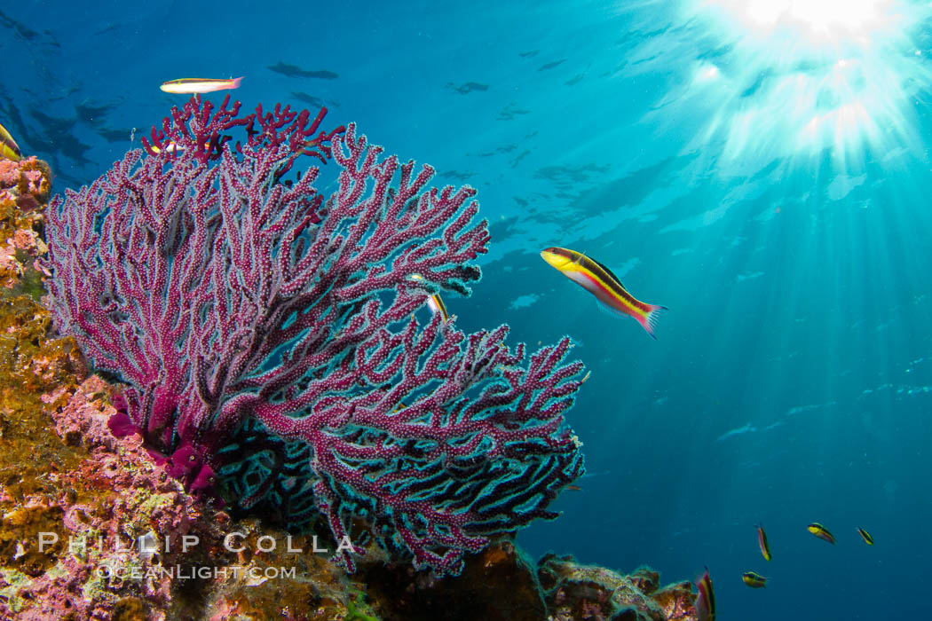Reef with gorgonians and marine invertebrates, Sea of Cortez, Baja California, Mexico., natural history stock photograph, photo id 27514