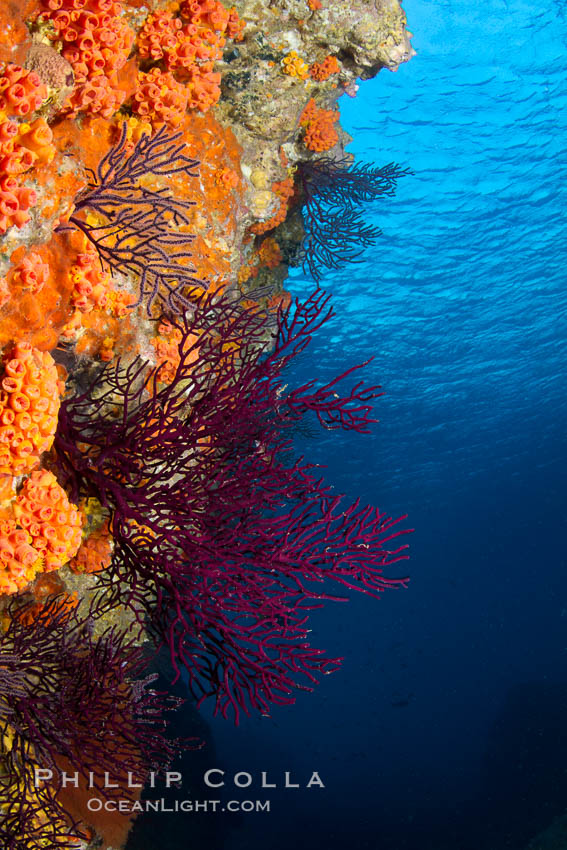 Reef with gorgonians and marine invertebrates, Sea of Cortez, Baja California, Mexico., natural history stock photograph, photo id 27526