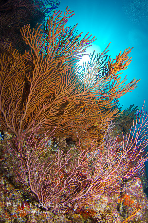 Reef with gorgonians and marine invertebrates, Sea of Cortez, Baja California, Mexico., natural history stock photograph, photo id 27508