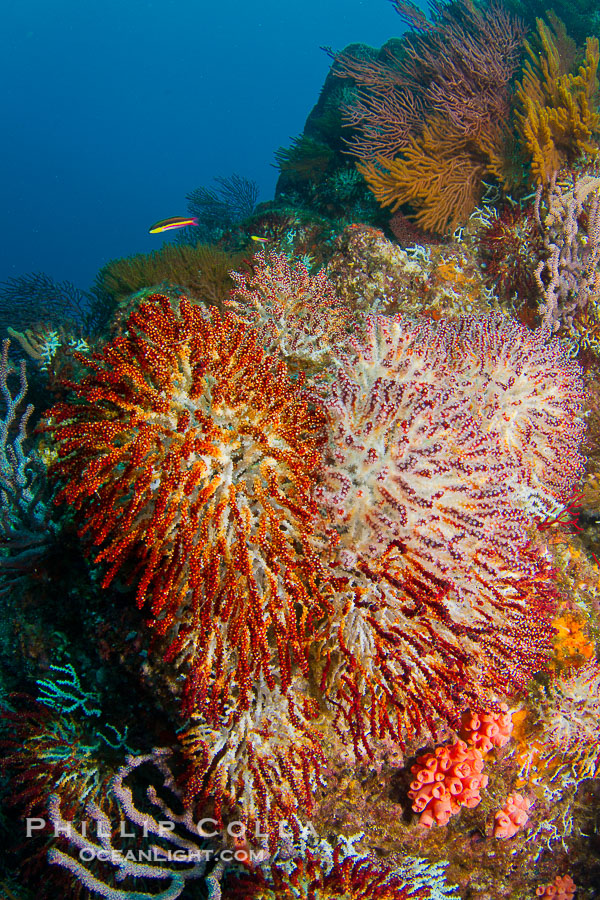 Image 27512, Reef with gorgonians and marine invertebrates, Sea of Cortez, Baja California, Mexico. Sea of Cortez, Baja California, Mexico