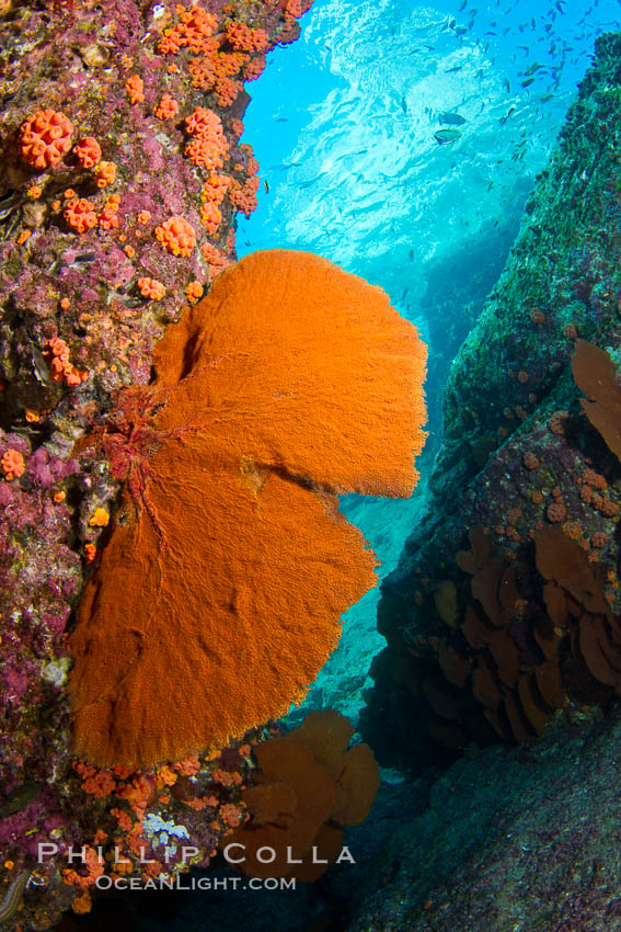Reef with gorgonians and marine invertebrates, Sea of Cortez, Baja California, Mexico., natural history stock photograph, photo id 27516