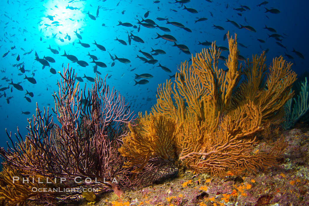 Reef with gorgonians and marine invertebrates, Sea of Cortez, Baja California, Mexico., natural history stock photograph, photo id 27520