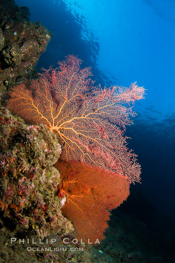 Reef with gorgonians and marine invertebrates, Sea of Cortez, Baja California, Mexico., natural history stock photograph, photo id 27503
