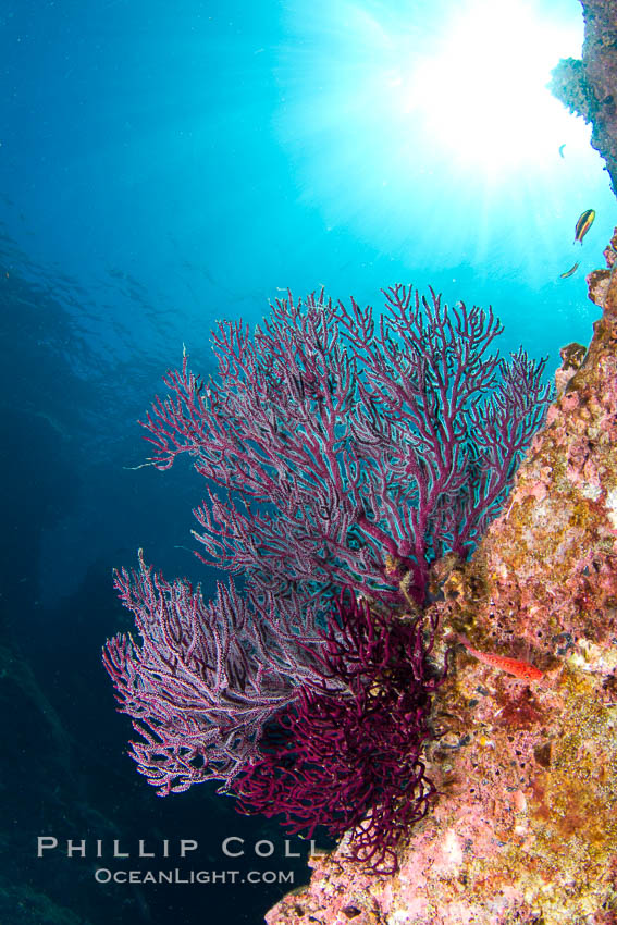 Reef with gorgonians and marine invertebrates, Sea of Cortez, Baja California, Mexico., natural history stock photograph, photo id 27507