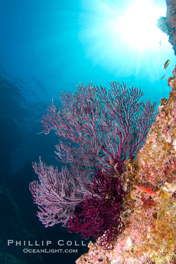 Image 27507, Reef with gorgonians and marine invertebrates, Sea of Cortez, Baja California, Mexico. Sea of Cortez, Baja California, Mexico, Phillip Colla, all rights reserved worldwide. Keywords: baja california, mexico, sea of cortez, underwater.