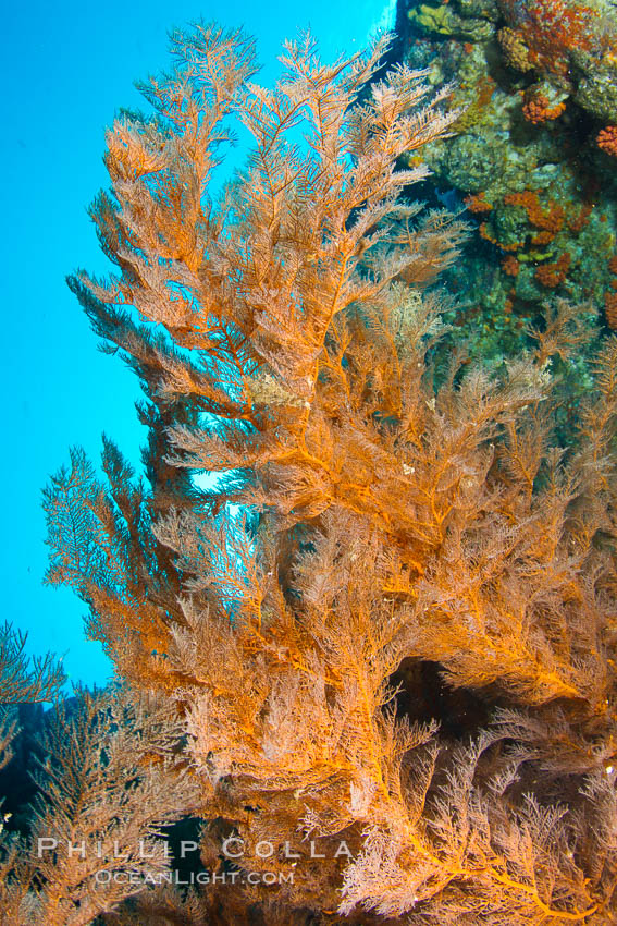 Reef with gorgonians and marine invertebrates, Sea of Cortez, Baja California, Mexico., natural history stock photograph, photo id 27523