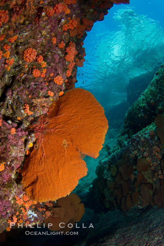 Reef with gorgonians and marine invertebrates, Sea of Cortez, Baja California, Mexico., natural history stock photograph, photo id 27505