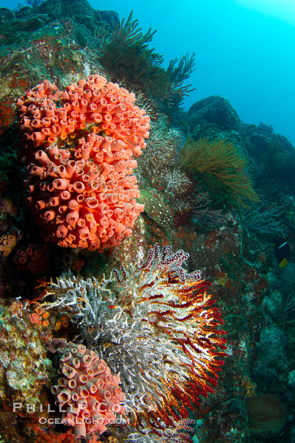 Reef with gorgonians and marine invertebrates, Sea of Cortez, Baja California, Mexico., natural history stock photograph, photo id 27509