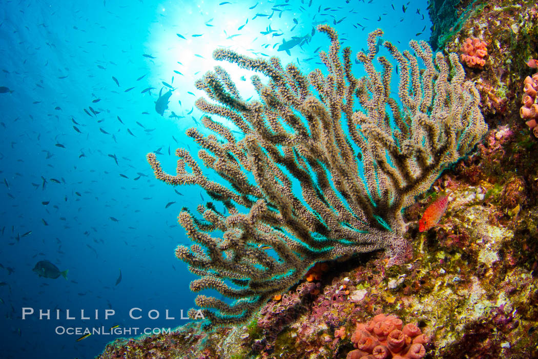 Reef with gorgonians and marine invertebrates, Sea of Cortez, Baja California, Mexico., natural history stock photograph, photo id 27517