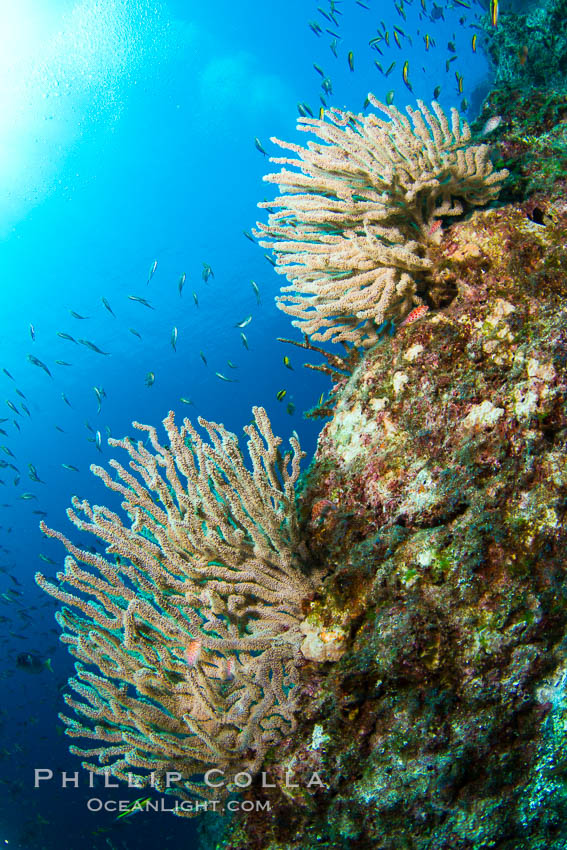 Reef with gorgonians and marine invertebrates, Sea of Cortez, Baja California, Mexico., natural history stock photograph, photo id 27521