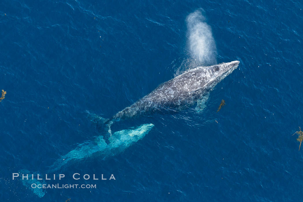 Gray whales traveling south to Mexico during their winter migration.  The annual migration of the California gray whale is the longest known migration of any mammal, 10,000 to 12,000 miles from the Bering Sea to Baja California. Coronado Islands (Islas Coronado), Eschrichtius robustus, natural history stock photograph, photo id 29048