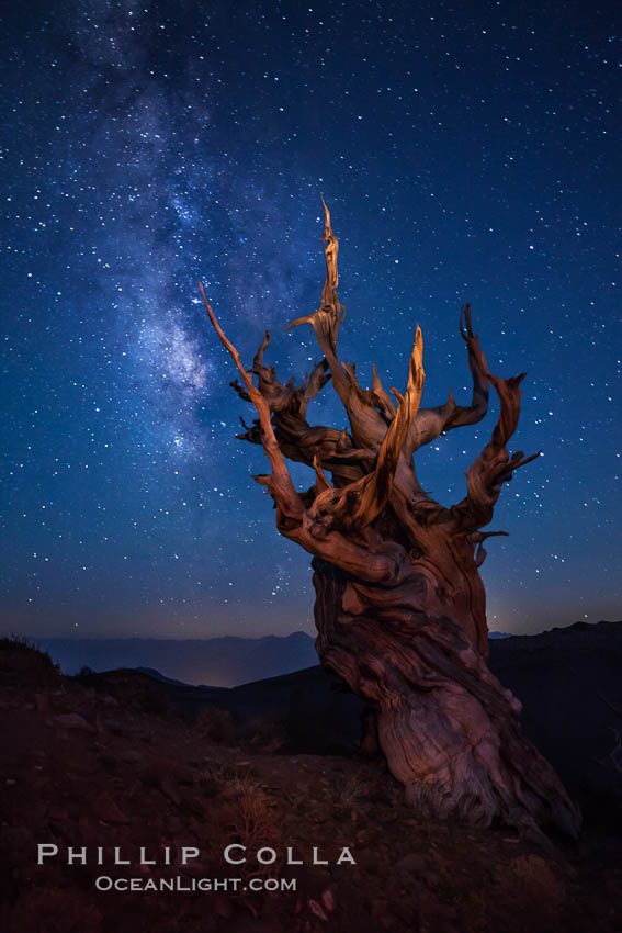 Stars and the Milky Way rise above ancient bristlecone pine trees, in the White Mountains at an elevation of 10,000' above sea level.  These are some of the oldest trees in the world, reaching 4000 years in age. Ancient Bristlecone Pine Forest, White Mountains, Inyo National Forest, California, USA, Pinus longaeva, natural history stock photograph, photo id 27774