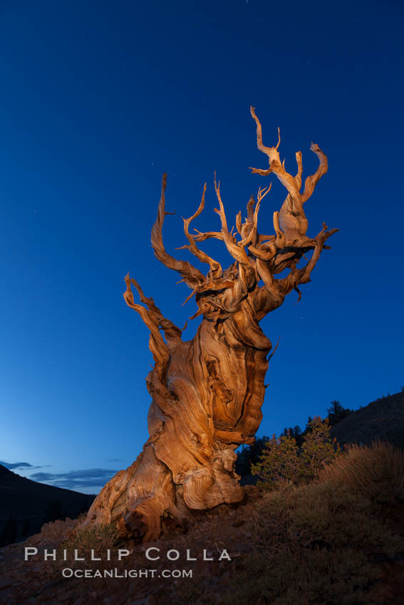 Stars and the Milky Way rise above ancient bristlecone pine trees, in the White Mountains at an elevation of 10,000' above sea level.  These are some of the oldest trees in the world, reaching 4000 years in age. Ancient Bristlecone Pine Forest, White Mountains, Inyo National Forest, California, USA, Pinus longaeva, natural history stock photograph, photo id 27778