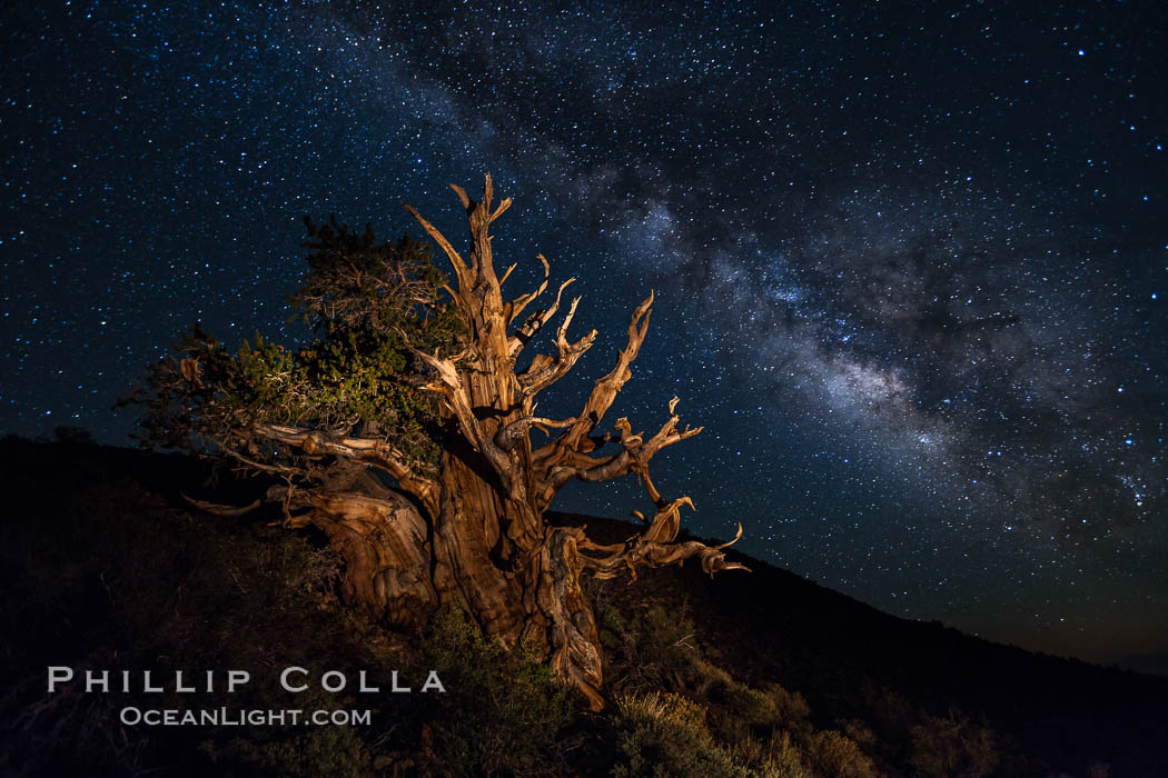 Stars and the Milky Way rise above ancient bristlecone pine trees, in the White Mountains at an elevation of 10,000' above sea level.  These are some of the oldest trees in the world, reaching 4000 years in age, Pinus longaeva, Ancient Bristlecone Pine Forest, White Mountains, Inyo National Forest