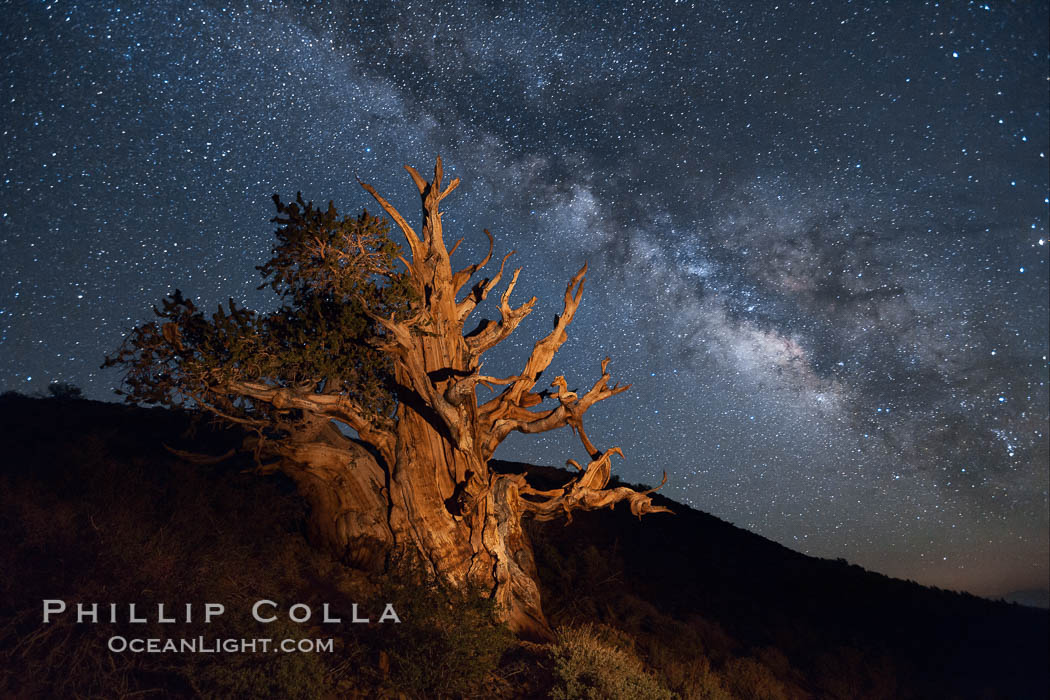 Stars and the Milky Way rise above ancient bristlecone pine trees, in the White Mountains at an elevation of 10,000' above sea level.  These are some of the oldest trees in the world, reaching 4000 years in age, Pinus longaeva, Ancient Bristlecone Pine Forest, White Mountains, Inyo National Forest