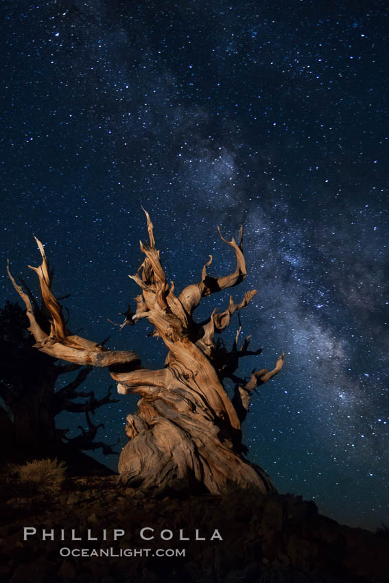 Stars and the Milky Way rise above ancient bristlecone pine trees, in the White Mountains at an elevation of 10,000' above sea level.  These are some of the oldest trees in the world, reaching 4000 years in age, Pinus longaeva, Ancient Bristlecone Pine Forest, White Mountains, Inyo National Forest