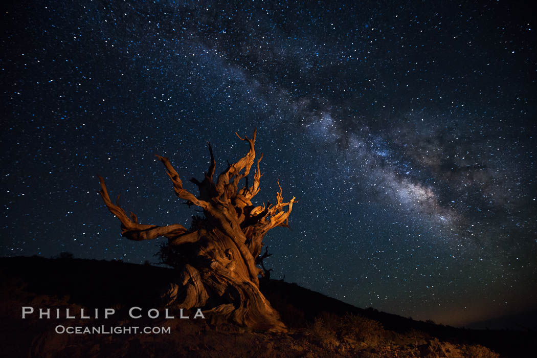 Stars and the Milky Way rise above ancient bristlecone pine trees, in the White Mountains at an elevation of 10,000' above sea level.  These are some of the oldest trees in the world, reaching 4000 years in age. Ancient Bristlecone Pine Forest, White Mountains, Inyo National Forest, California, USA, Pinus longaeva, natural history stock photograph, photo id 27784