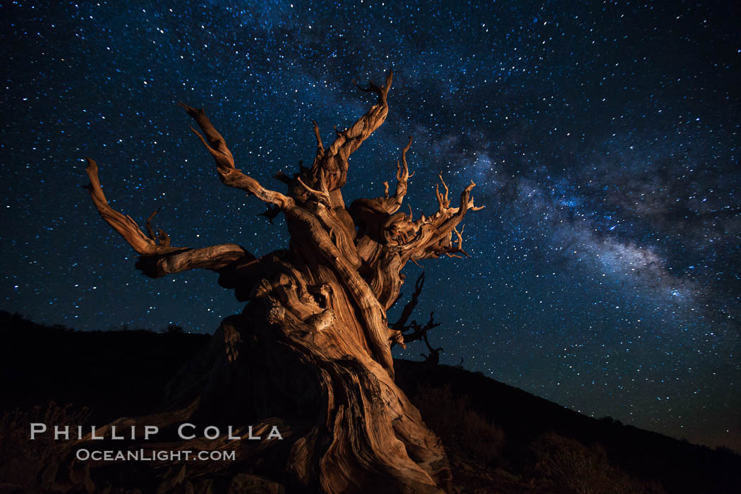 Stars and the Milky Way rise above ancient bristlecone pine trees, in the White Mountains at an elevation of 10,000' above sea level.  These are some of the oldest trees in the world, reaching 4000 years in age. Ancient Bristlecone Pine Forest, White Mountains, Inyo National Forest, California, USA, Pinus longaeva, natural history stock photograph, photo id 27783