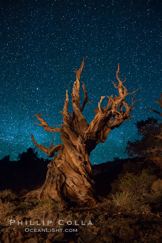 Stars and the Milky Way rise above ancient bristlecone pine trees, in the White Mountains at an elevation of 10,000' above sea level.  These are some of the oldest trees in the world, reaching 4000 years in age. Ancient Bristlecone Pine Forest, White Mountains, Inyo National Forest, California, USA, Pinus longaeva, natural history stock photograph, photo id 27773