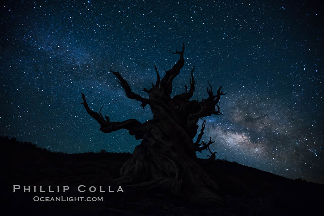 Stars and the Milky Way rise above ancient bristlecone pine trees, in the White Mountains at an elevation of 10,000' above sea level.  These are some of the oldest trees in the world, reaching 4000 years in age. Ancient Bristlecone Pine Forest, White Mountains, Inyo National Forest, California, USA, Pinus longaeva, natural history stock photograph, photo id 27781