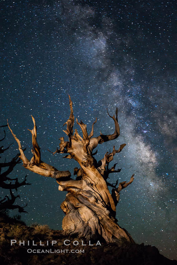 Stars and the Milky Way rise above ancient bristlecone pine trees, in the White Mountains at an elevation of 10,000' above sea level.  These are some of the oldest trees in the world, reaching 4000 years in age. Ancient Bristlecone Pine Forest, White Mountains, Inyo National Forest, California, USA, Pinus longaeva, natural history stock photograph, photo id 27785
