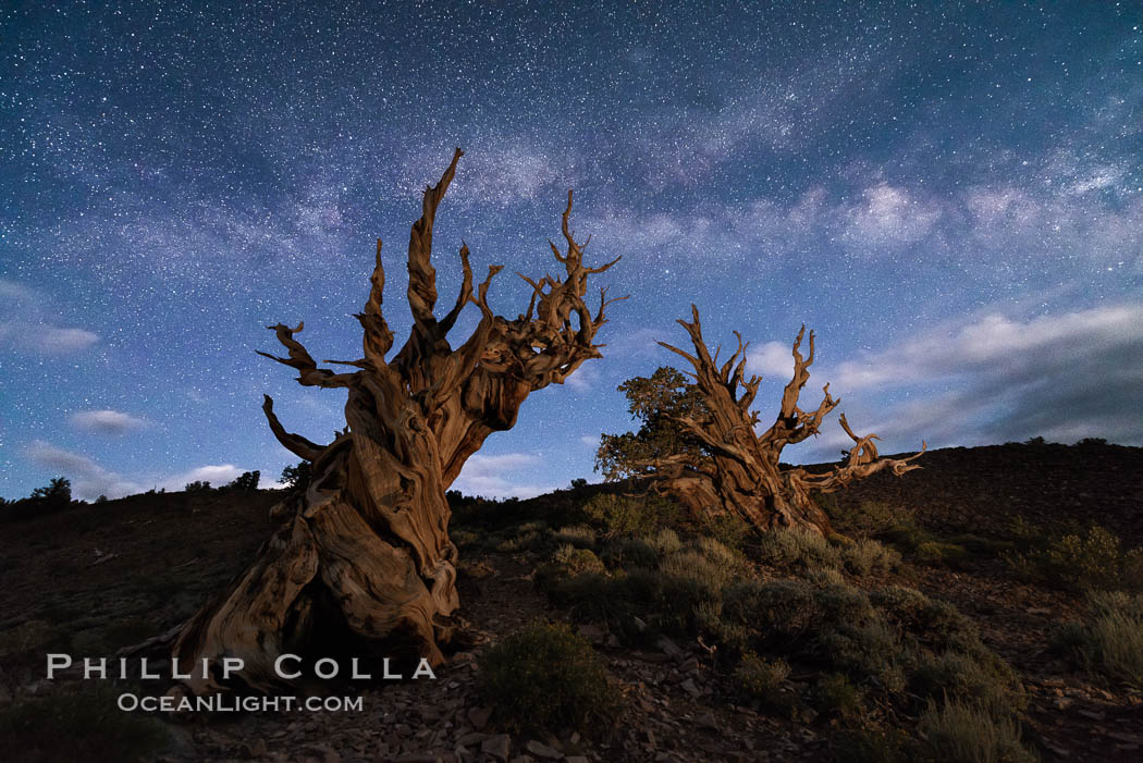 Stars and the Milky Way over ancient bristlecone pine trees, in the White Mountains at an elevation of 10,000' above sea level. These are some of the oldest trees in the world, some exceeding 4000 years in age. Ancient Bristlecone Pine Forest, White Mountains, Inyo National Forest, California, USA, Pinus longaeva, natural history stock photograph, photo id 29404