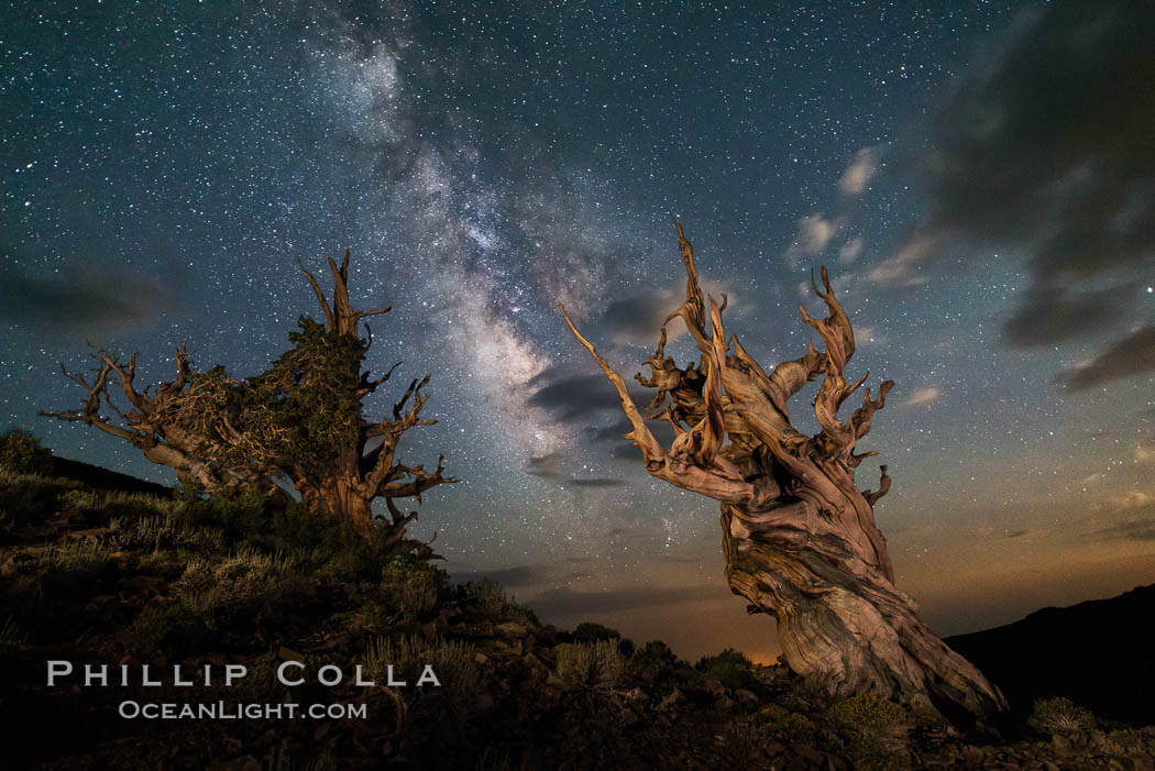 Stars and the Milky Way over ancient bristlecone pine trees, in the White Mountains at an elevation of 10,000' above sea level. These are some of the oldest trees in the world, some exceeding 4000 years in age, Pinus longaeva, Ancient Bristlecone Pine Forest, White Mountains, Inyo National Forest