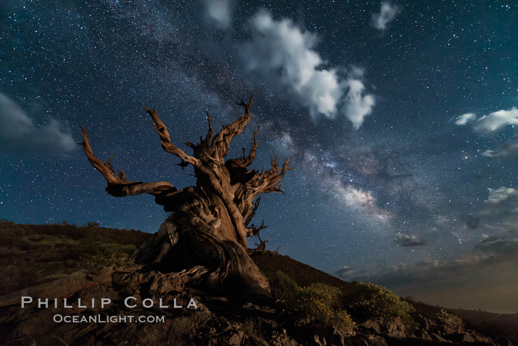 Stars, moonlit clouds and the Milky Way over ancient bristlecone pine trees, in the White Mountains at an elevation of 10,000' above sea level. These are some of the oldest trees in the world, some exceeding 4000 years in age. Ancient Bristlecone Pine Forest, White Mountains, Inyo National Forest, California, USA, Pinus longaeva, natural history stock photograph, photo id 29405