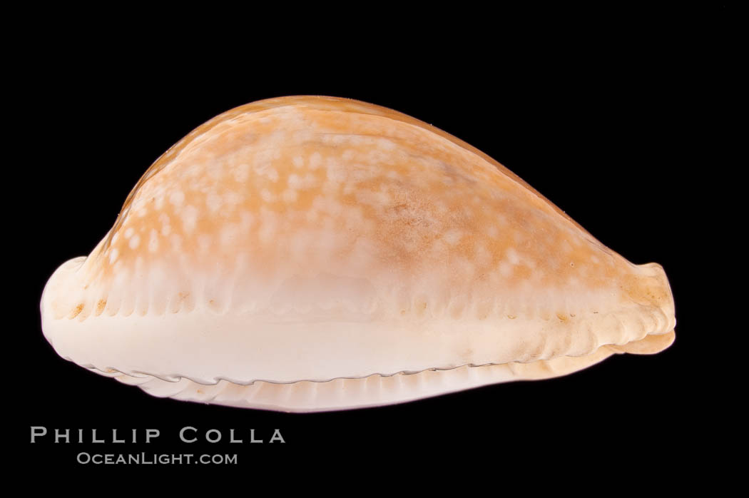 Millet Cowrie., Cypraea miliaris, natural history stock photograph, photo id 08351