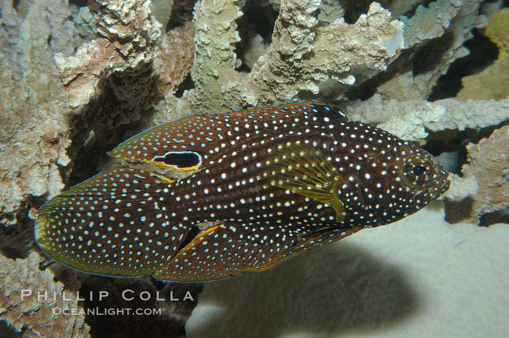 Mimic Roundhead., Calloplesiops altivelis, natural history stock photograph, photo id 09235