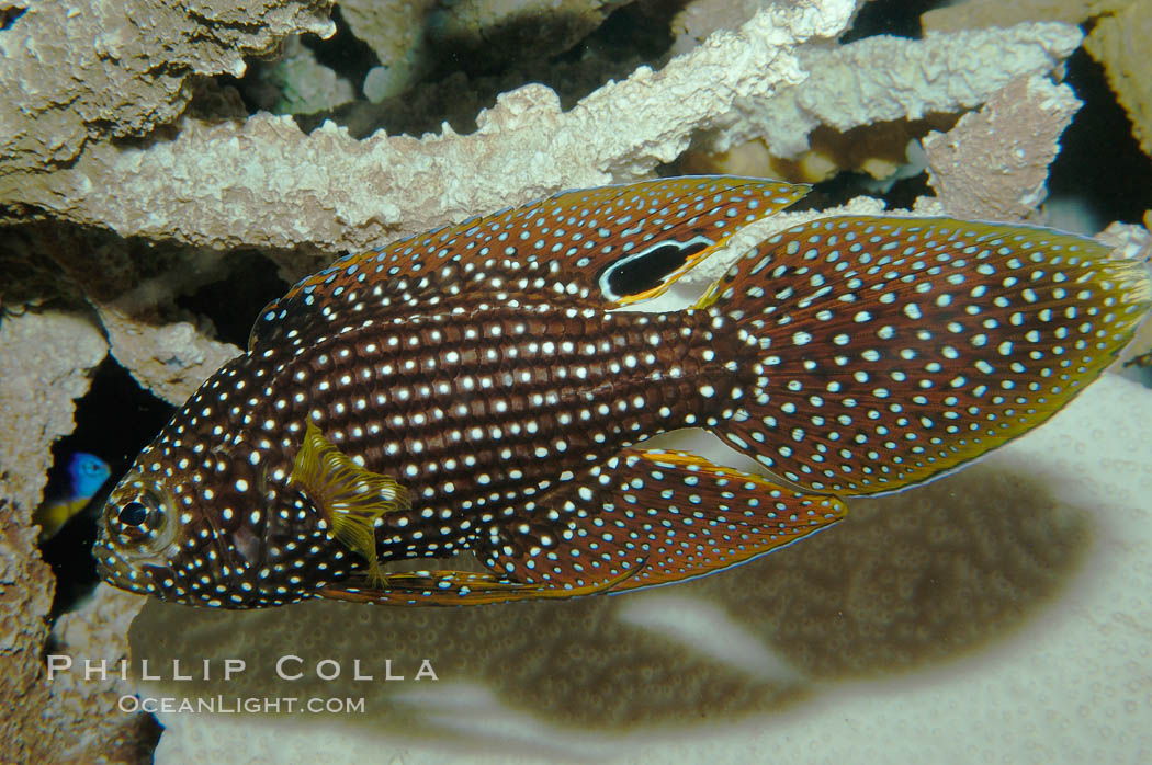 Mimic Roundhead., Calloplesiops altivelis, natural history stock photograph, photo id 09237