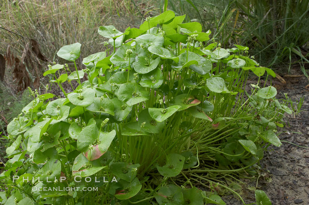 Miners lettuce, Batiquitos Lagoon, Carlsbad. California, USA, Claytonia perfoliata perfoliata, natural history stock photograph, photo id 11424