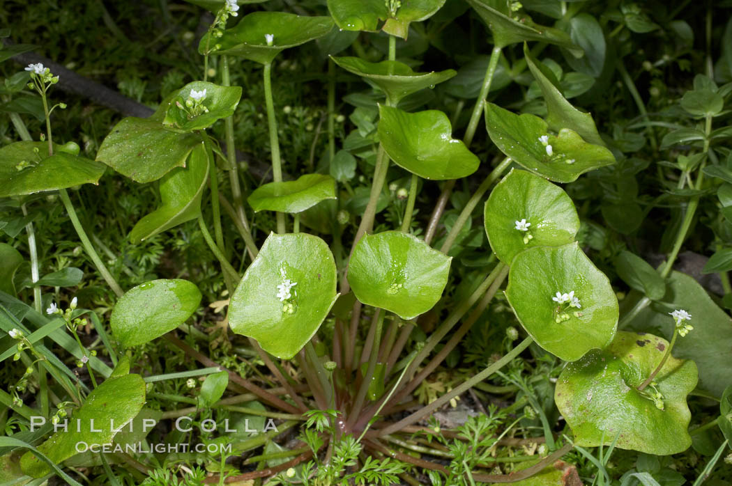 Miners lettuce, Batiquitos Lagoon, Carlsbad. California, USA, Claytonia perfoliata perfoliata, natural history stock photograph, photo id 11427