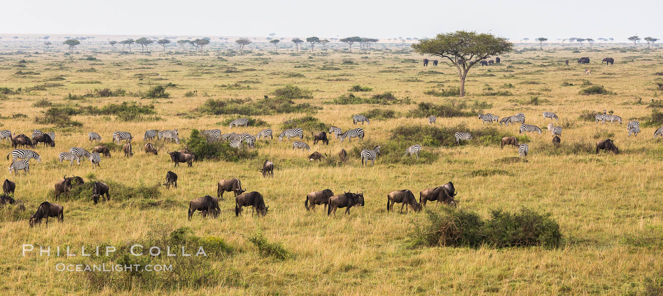 Mixed Herd of Wildebeest and Zebra, aerial photo, Maasai Mara National Reserve, Kenya, Equus quagga