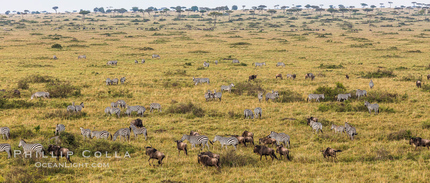 Mixed Herd of Wildebeest and Zebra, aerial photo, Maasai Mara National Reserve, Kenya., Equus quagga, natural history stock photograph, photo id 29827