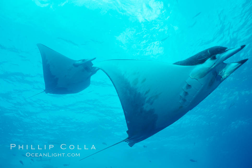 Mobula ray. Cocos Island, Costa Rica, Mobula, natural history stock photograph, photo id 01998