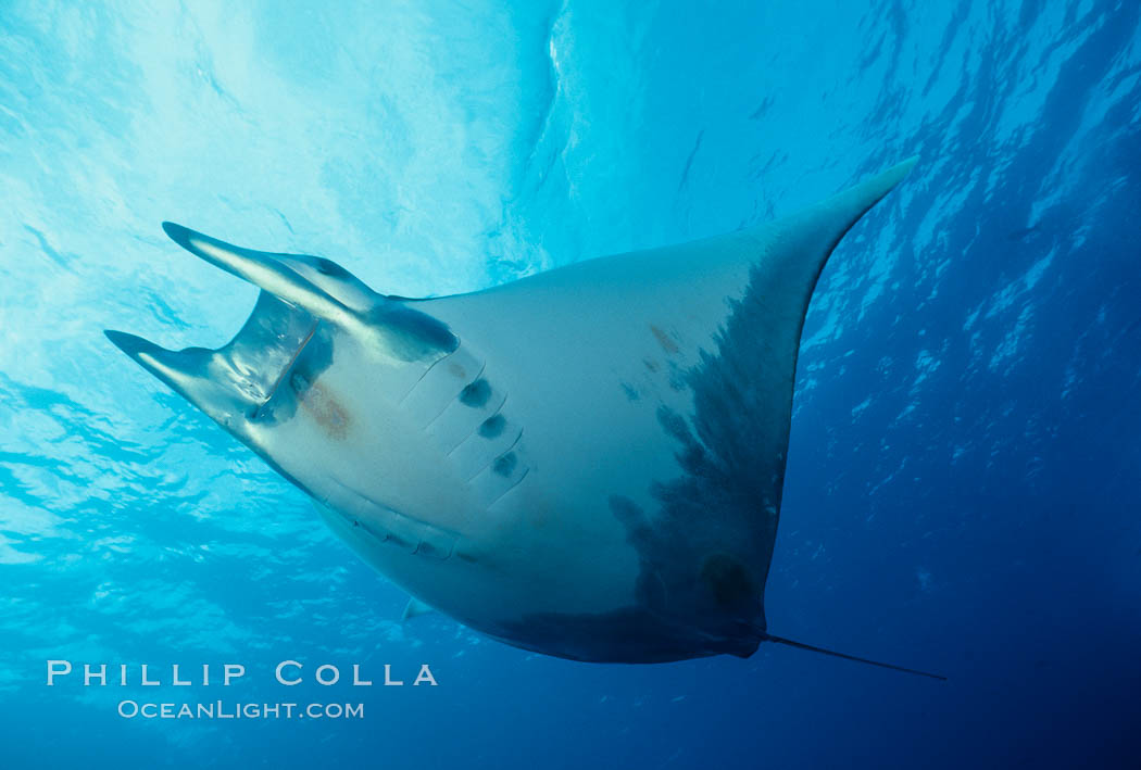 Mobula ray. Cocos Island, Costa Rica, Mobula, natural history stock photograph, photo id 01995