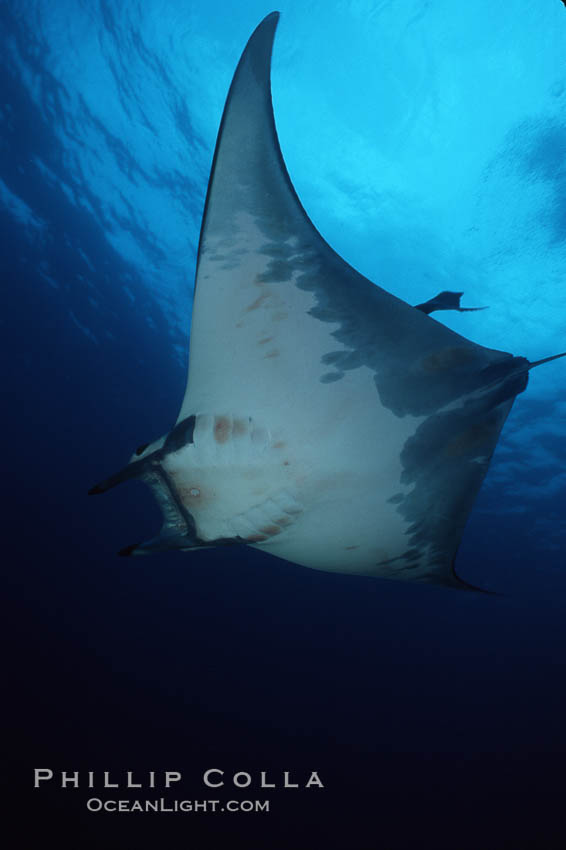 Mobula ray. Cocos Island, Costa Rica, Mobula, natural history stock photograph, photo id 02001