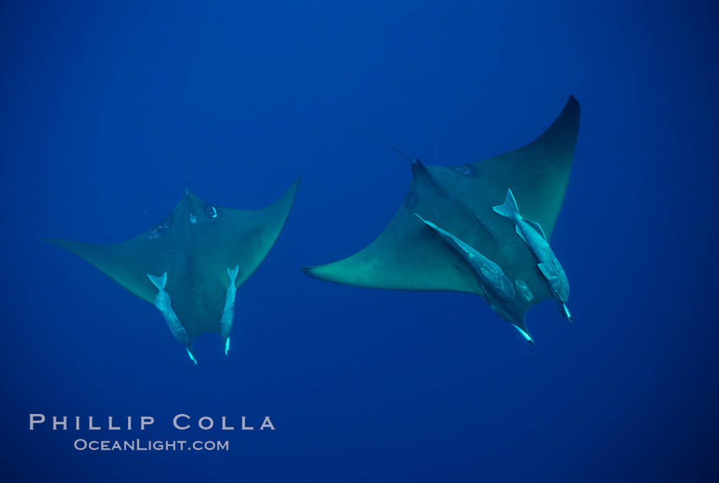 Mobula ray with remora. Cocos Island, Costa Rica, Mobula, natural history stock photograph, photo id 02003