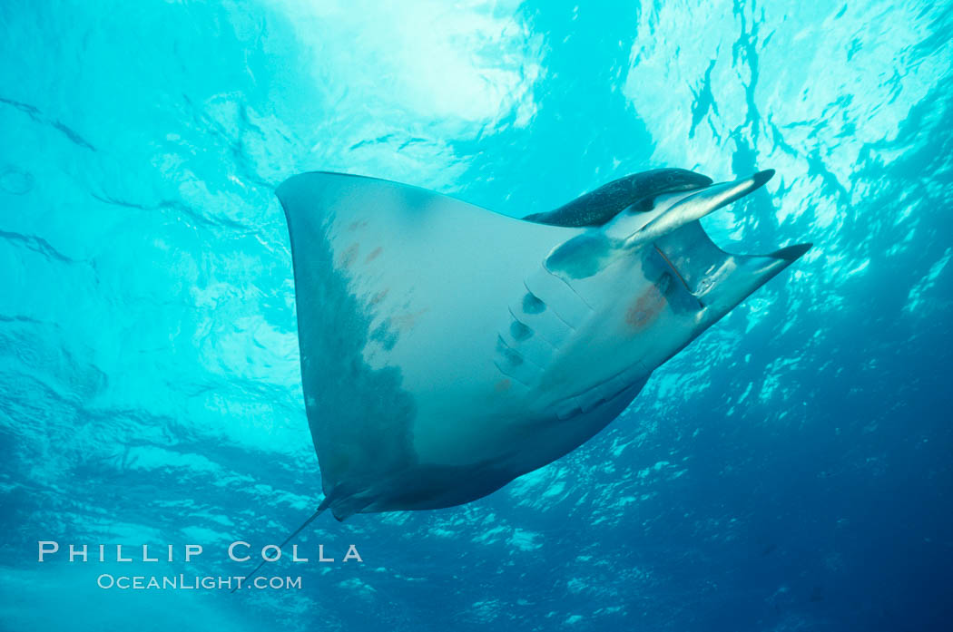 Mobula ray. Cocos Island, Costa Rica, Mobula, natural history stock photograph, photo id 01997