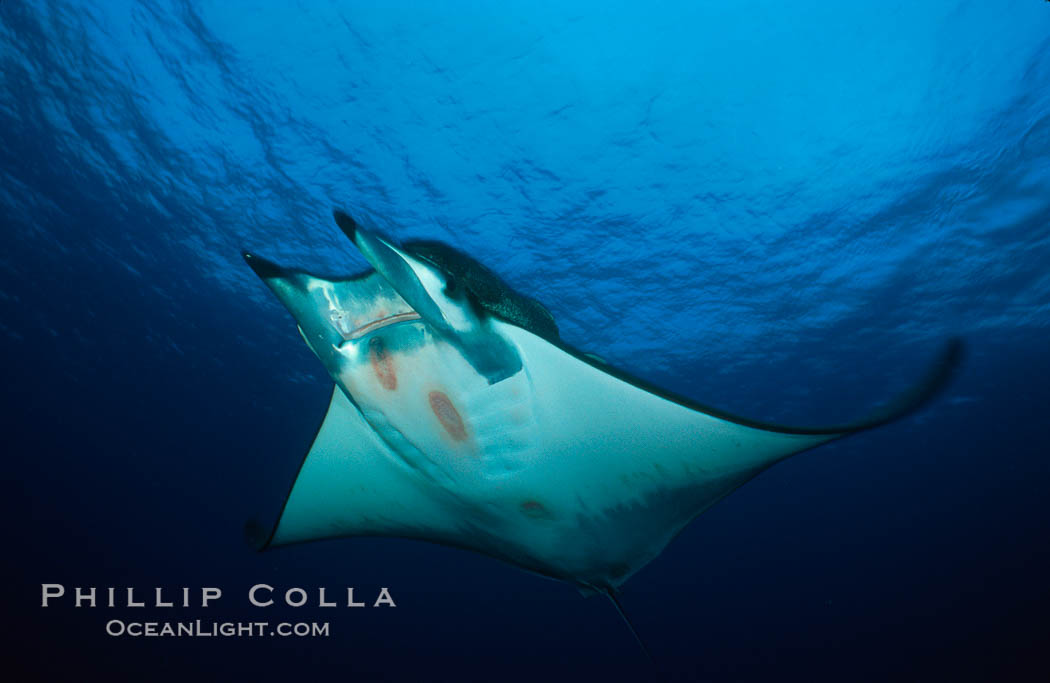 Mobula ray. Cocos Island, Costa Rica, Mobula, natural history stock photograph, photo id 01996