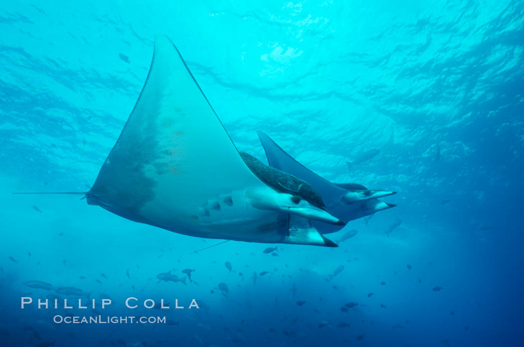 Mobula ray. Cocos Island, Costa Rica, Mobula, natural history stock photograph, photo id 01999