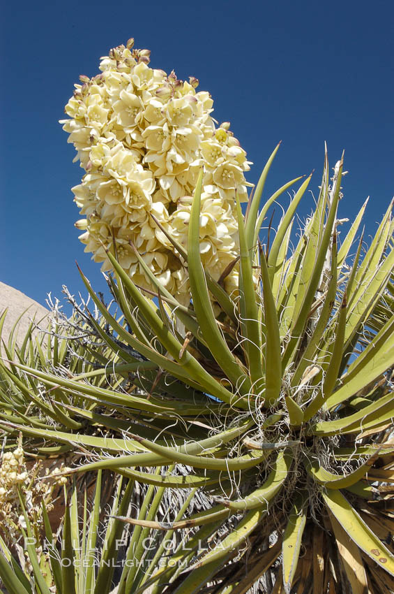 Fruit cluster of the Mojave yucca plant. Joshua Tree National Park, California, USA, Yucca schidigera, natural history stock photograph, photo id 09100