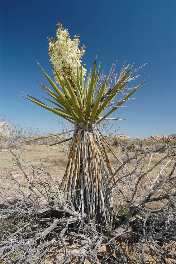 Mojave yucca in springtime bloom. Joshua Tree National Park, California, USA, Yucca schidigera, natural history stock photograph, photo id 09098