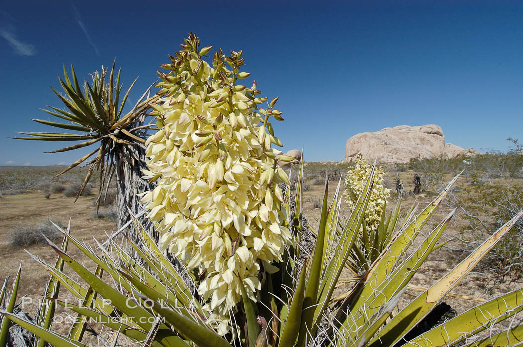 Fruit cluster of the Mojave yucca plant. Joshua Tree National Park, California, USA, Yucca schidigera, natural history stock photograph, photo id 09101